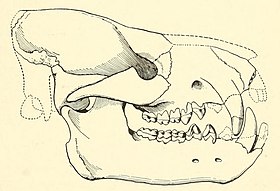 Reconstrução do crânio de um Achaenodon