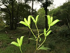 果実は袋果になり、ふつう斜開する。