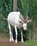 Addax.