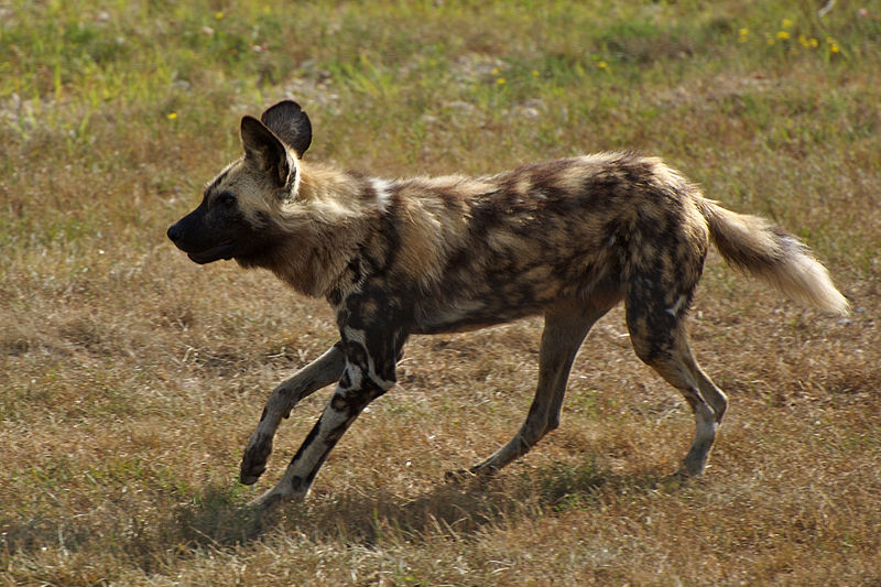 http://upload.wikimedia.org/wikipedia/commons/thumb/a/a3/AfricanWildDog1.jpg/800px-AfricanWildDog1.jpg