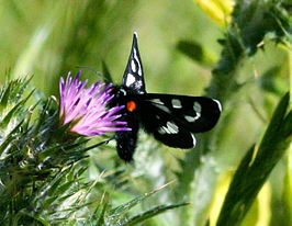 Alypia mariposa