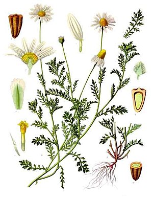 Kaatkral (Anthemis arvensis)