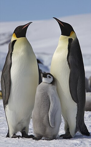 Two adult Emperor Penguins with a juvenile on ...