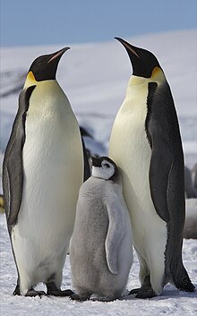 Antarctica Adelie Penguin