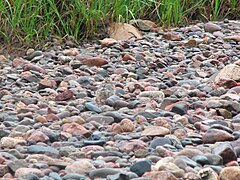 Chick camouflaged in creek bed (centre of picture), Coppermine River, Nunavut