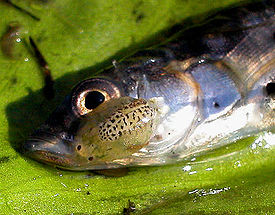 Kalatäi, Argulus sp.