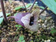 Asarum hatsushimae