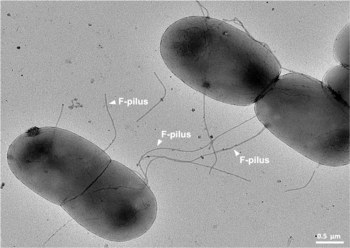 A micrograph displaying Escherichia coli undergoing bacterial conjugation using F-pili. These long and extremely robust extracellular appendages serve as physical conduits for translocation of DNA. Adapted from Bacterial conjugation.png