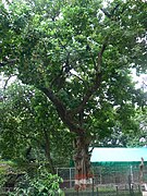 Mature tree