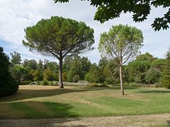 Les pins parasols.