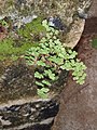 Bermuda maidenhair fern (Adiantum bellum)