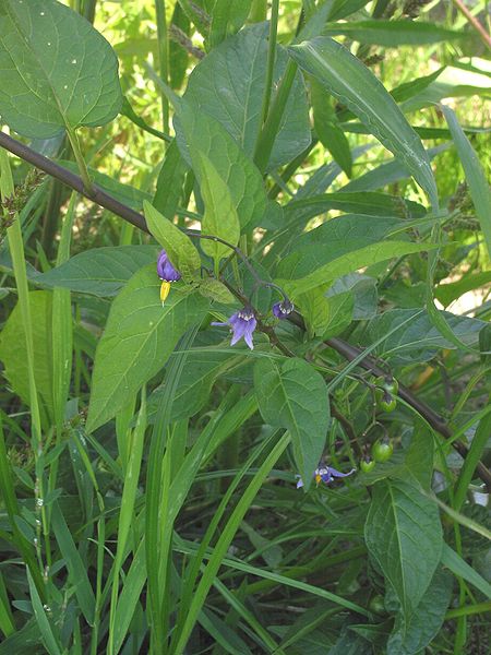 450px-Bitterzoet_Solanum_dulcamara.jpg