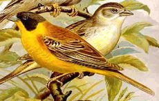 Black-headed Bunting.jpg