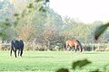 Horses in De Kevie, Tongeren Belgium