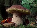 Boletus edulis (Tillegem).jpg