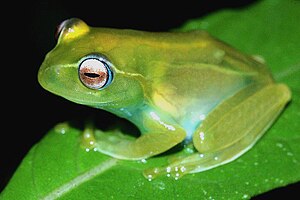 der Madagaskarfrosch Boophis ankaratra