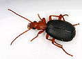 Brachinus sp. (Brachininae)