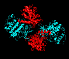 Cdk2 (синий) и его партнер по связыванию, циклин A (красный).