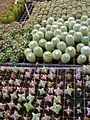 Variedad de suculentas y cactus