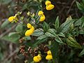 Calceolaria irazuensis