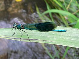 Blizgančioji gražutė (Calopteryx splendens), patinas