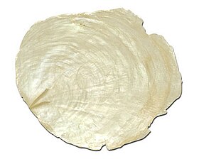A cleaned shell of the capiz ready for processing, with the V-shaped ligament ridge showing