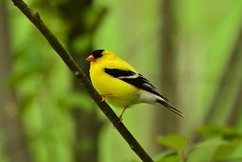 Un chardonneret jaune (Carduelis tristis) mâle dans un arbre du Canada. (définition réelle 3 530 × 2 367)