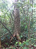 Miniatura para Ceiba aesculifolia