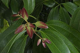 Leaves of the Cinnamomum verum plant