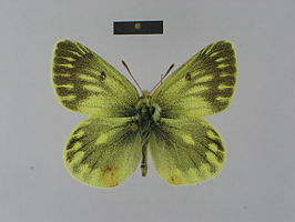 Colias aegidii