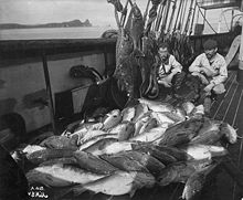 Commercial fishermen in Alaska, early 20th century. Commercial fishing.jpg