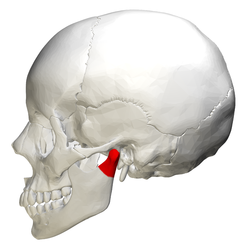 Condyloid process - lateral view.png