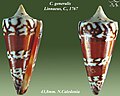 Conus generalis Linnaeus, C., 1767