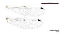 Male wings