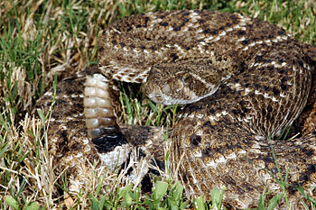 Western diamondback rattlesnake (Crotalus atrox).