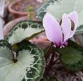 Fleur de Cyclamen graecum.