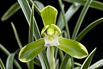 Cymbidium goeringii 'Setsuzan'.jpg