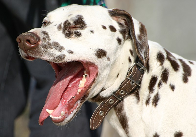 File:Dalmatian liver yawn.jpg