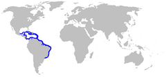 Range of the longnose stingray