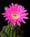 56 Cactus flower, unidentified