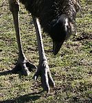 Emun har tre tår på varje fot.