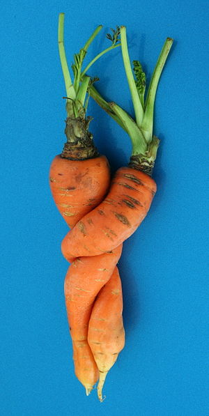 English: Two carrots (Daucus carota) which gre...