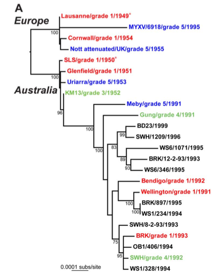 File:Evolutionary History of MYXV.tiff