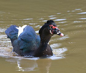 Pato-selvagem macho no Horto Florestal de São Paulo, no Brasil