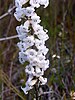 Epacris obtusifolia