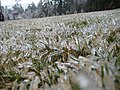 Frozen blades of grass in Hillsborough County, New Hampshire