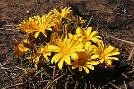 Gazania krebsiana