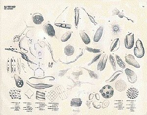 Class Protozoa, order Infusoria, family Monades by Georg August Goldfuss, c. 1844 Georg August Goldfuss Protozoa Infusoria Monades.jpg