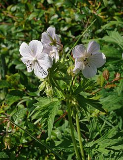 f. leucanthum