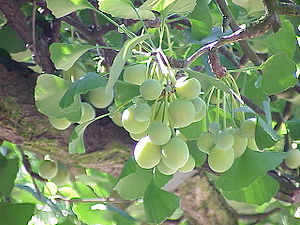 Immature ginkgo ovules and leaves